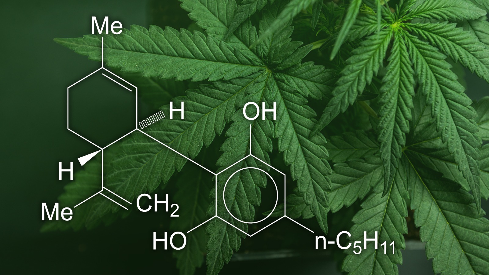 CBD: ¿Qué es? Beneficios y Más…